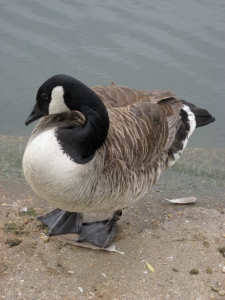 Obliging goose No. 2